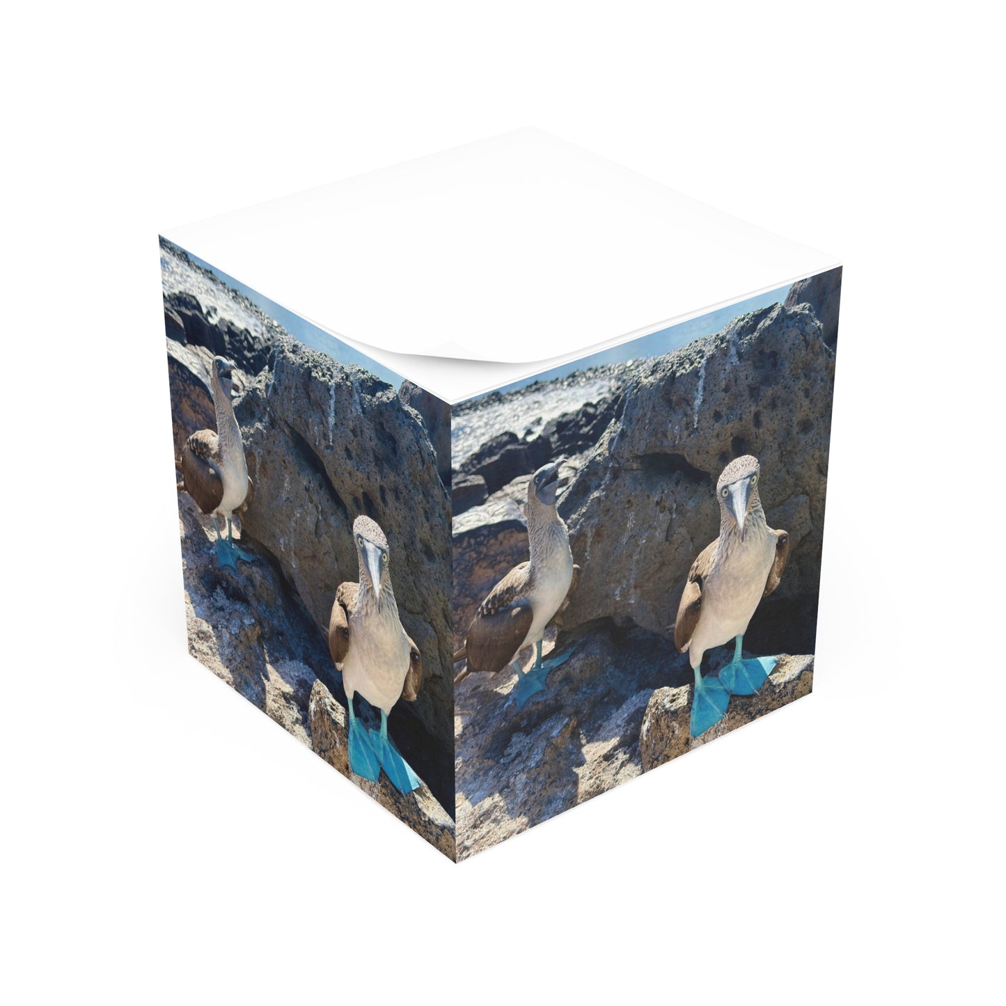 Galapago's Blue-Footed Booby – Scenic Note Cube