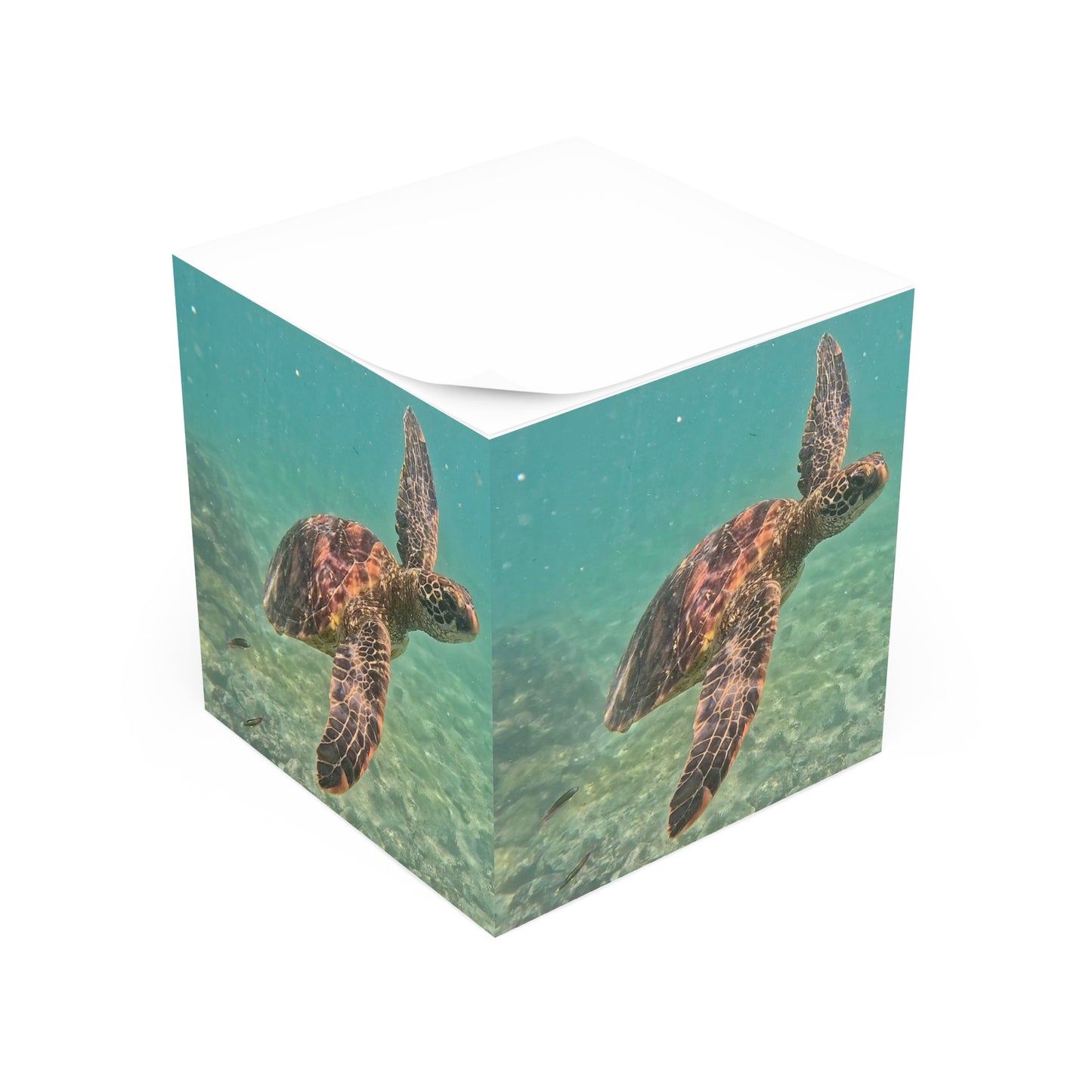 Galapagos Sea Turtle - Sticky Note Cube