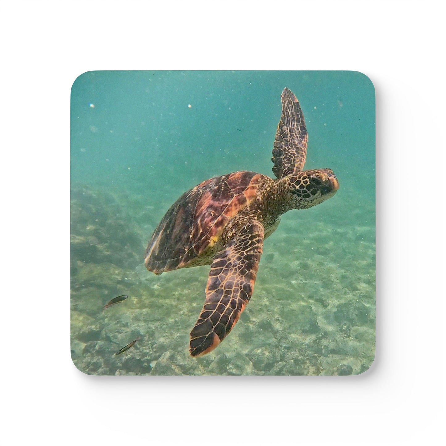 Galapagos Green Sea Turtle Coasters (Set of 4)
