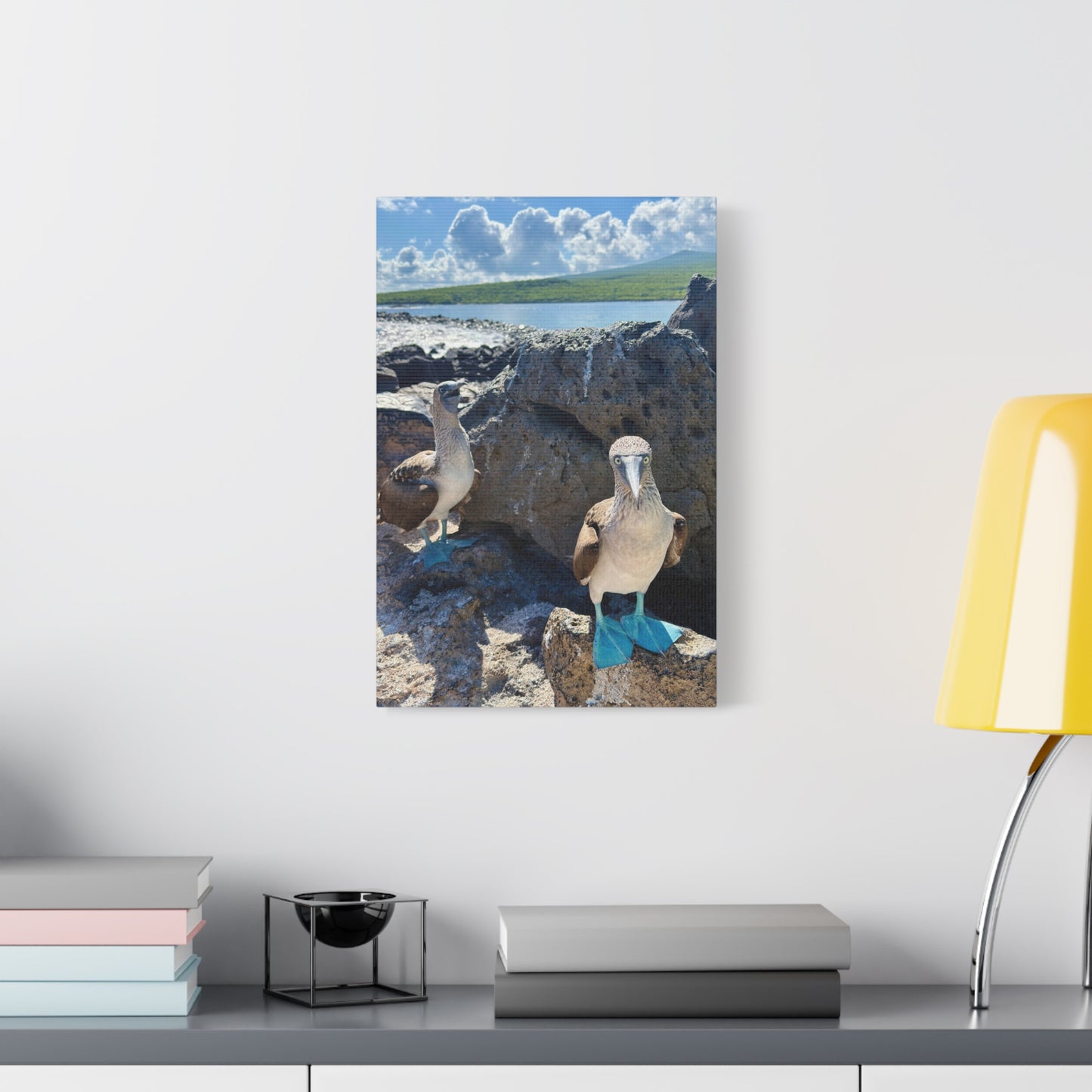 Galapagos Blue-Footed Booby - Canvas Matte Print (Stretched 1.25")