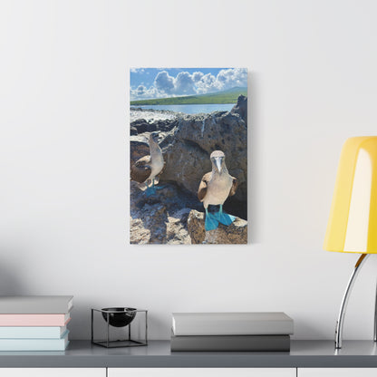 Galapagos Blue-Footed Booby - Canvas Matte Print (Stretched 1.25")