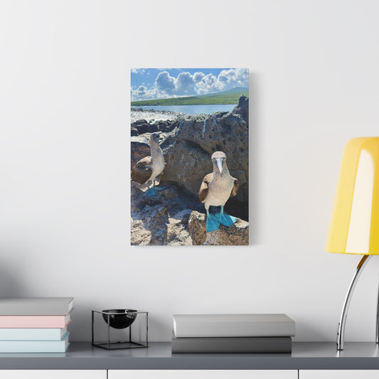 Galapagos Blue-Footed Booby - Canvas Matte Print (Stretched 1.25")