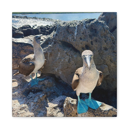 Galapagos Blue-Footed Booby - Canvas Matte Print (Stretched 1.25")
