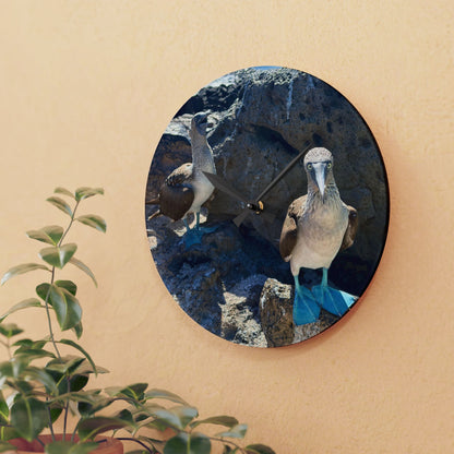 Galapagos Blue-Footed Booby - Acrylic Wall Clock