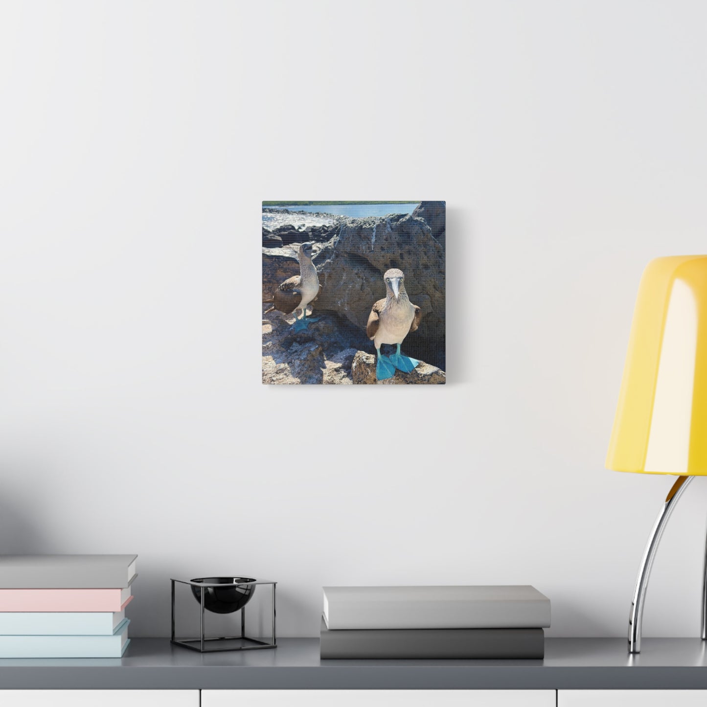 Galapagos Blue-Footed Booby - Canvas Matte Print (Stretched 1.25")