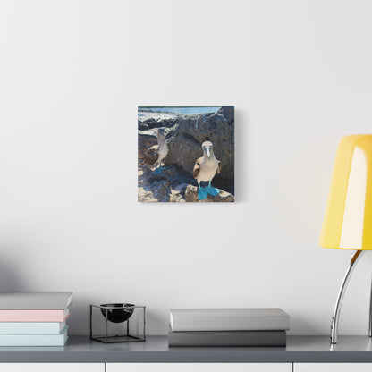 Galapagos Blue-Footed Booby - Canvas Matte Print (Stretched 1.25")