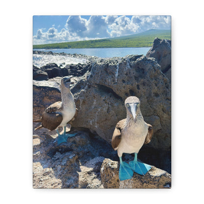 Galapagos Blue-Footed Booby - Canvas Matte Print (Stretched 1.25")