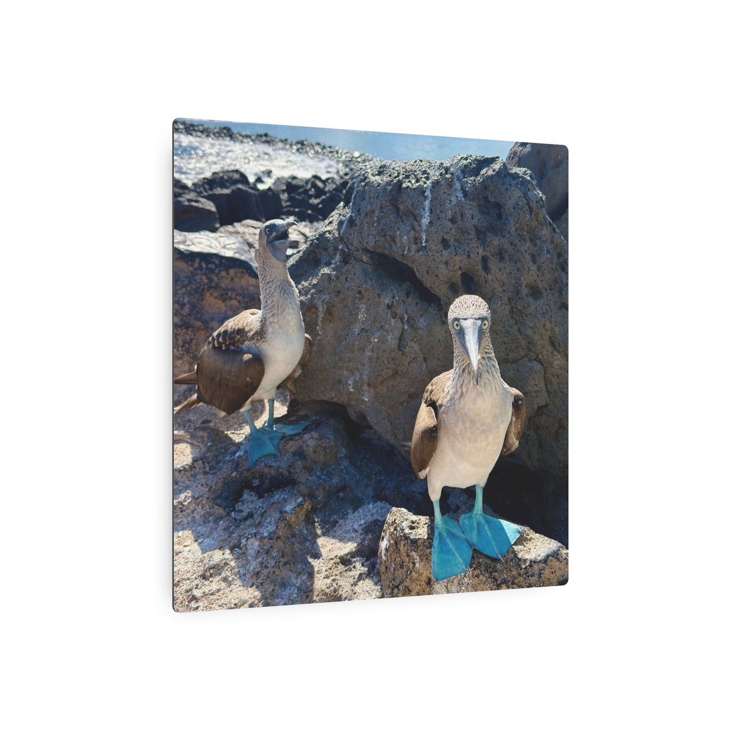 Galapagos Blue-Footed Booby - Metal Wall Art