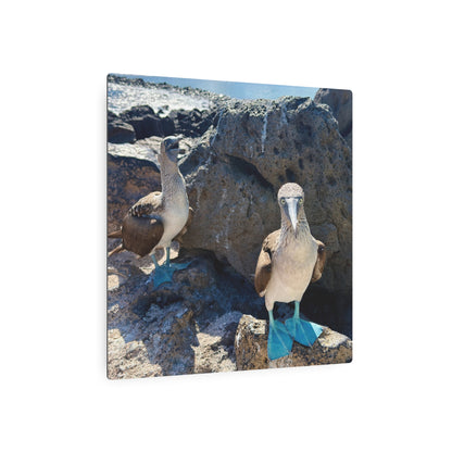 Galapagos Blue-Footed Booby - Metal Wall Art