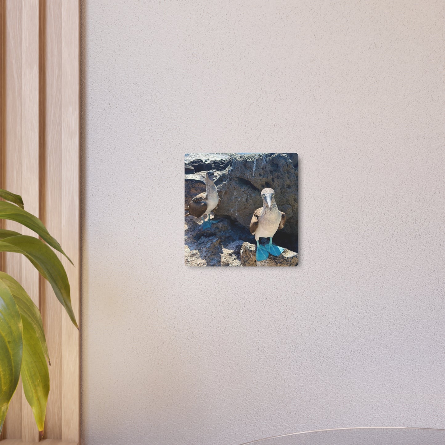Galapagos Blue-Footed Booby - Metal Wall Art