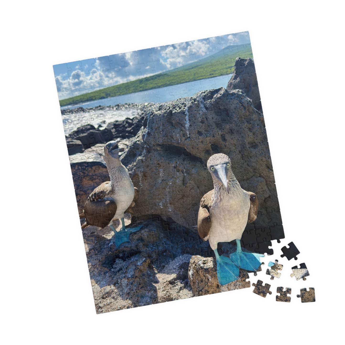 Galapagos Blue-Footed Booby - Jigsaw Puzzle — 110/252/520 Pieces