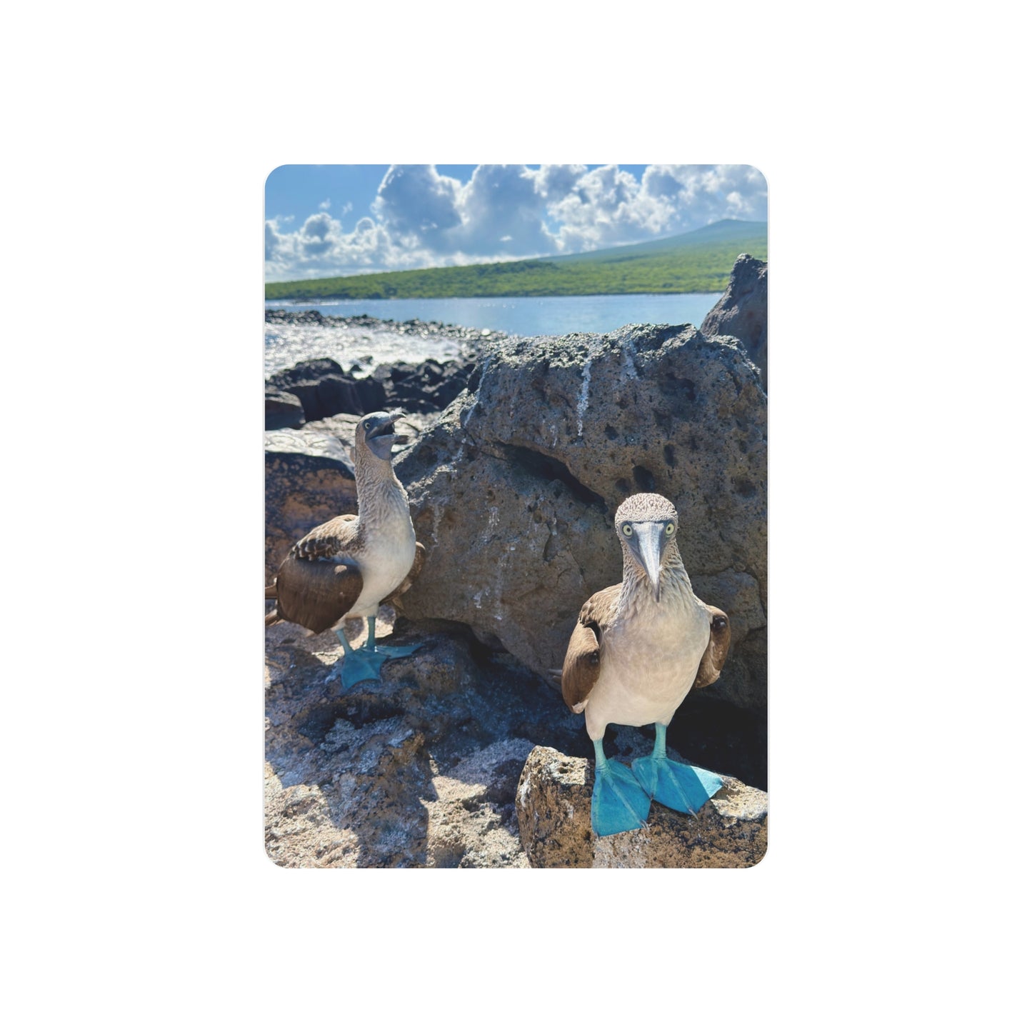 Galapagos Blue-Footed Booby - Metal Wall Art