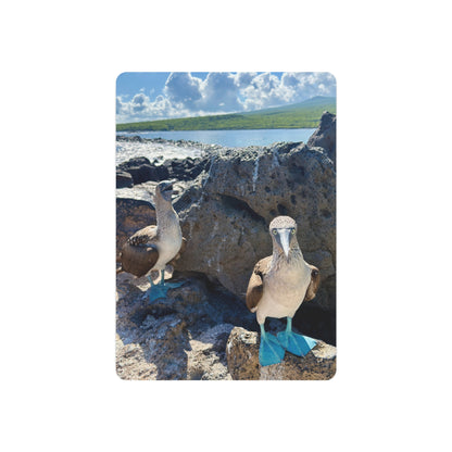Galapagos Blue-Footed Booby - Metal Wall Art