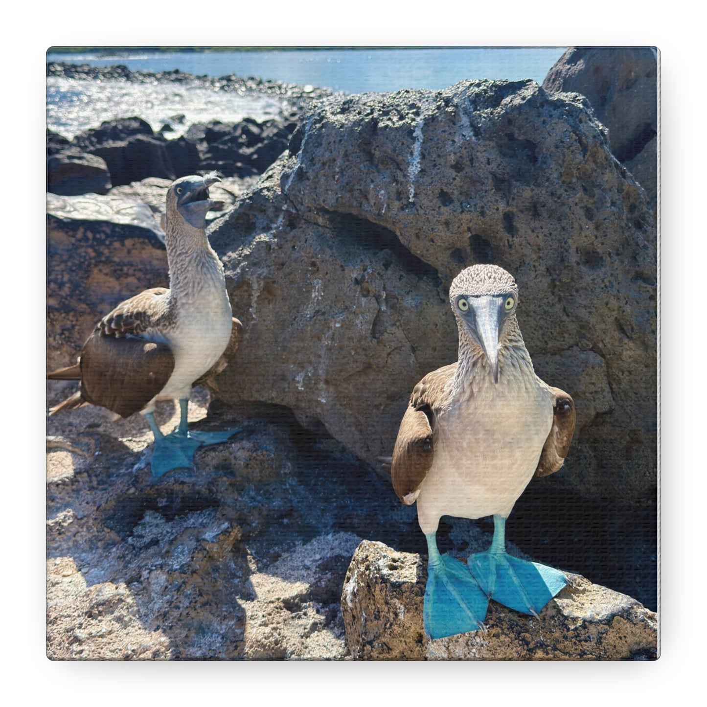 Galapagos Blue-Footed Booby - Canvas Matte Print (Stretched 1.25")