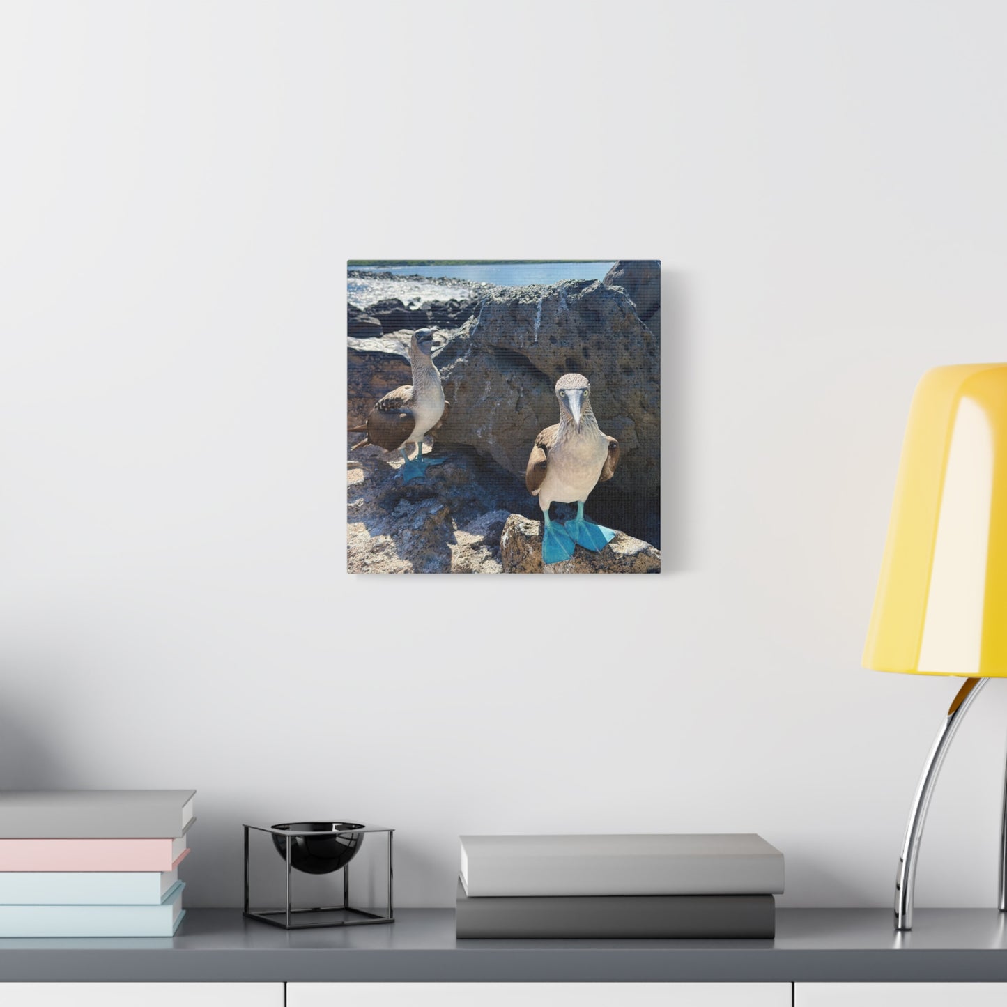 Galapagos Blue-Footed Booby - Canvas Matte Print (Stretched 1.25")