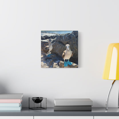 Galapagos Blue-Footed Booby - Canvas Matte Print (Stretched 1.25")