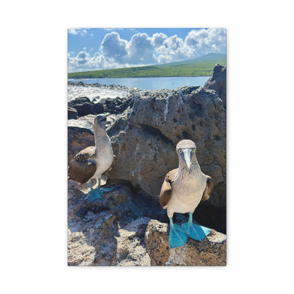 Galapagos Blue-Footed Booby - Canvas Matte Print (Stretched 1.25")