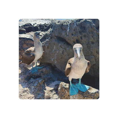 Galapagos Blue-Footed Booby - Metal Wall Art