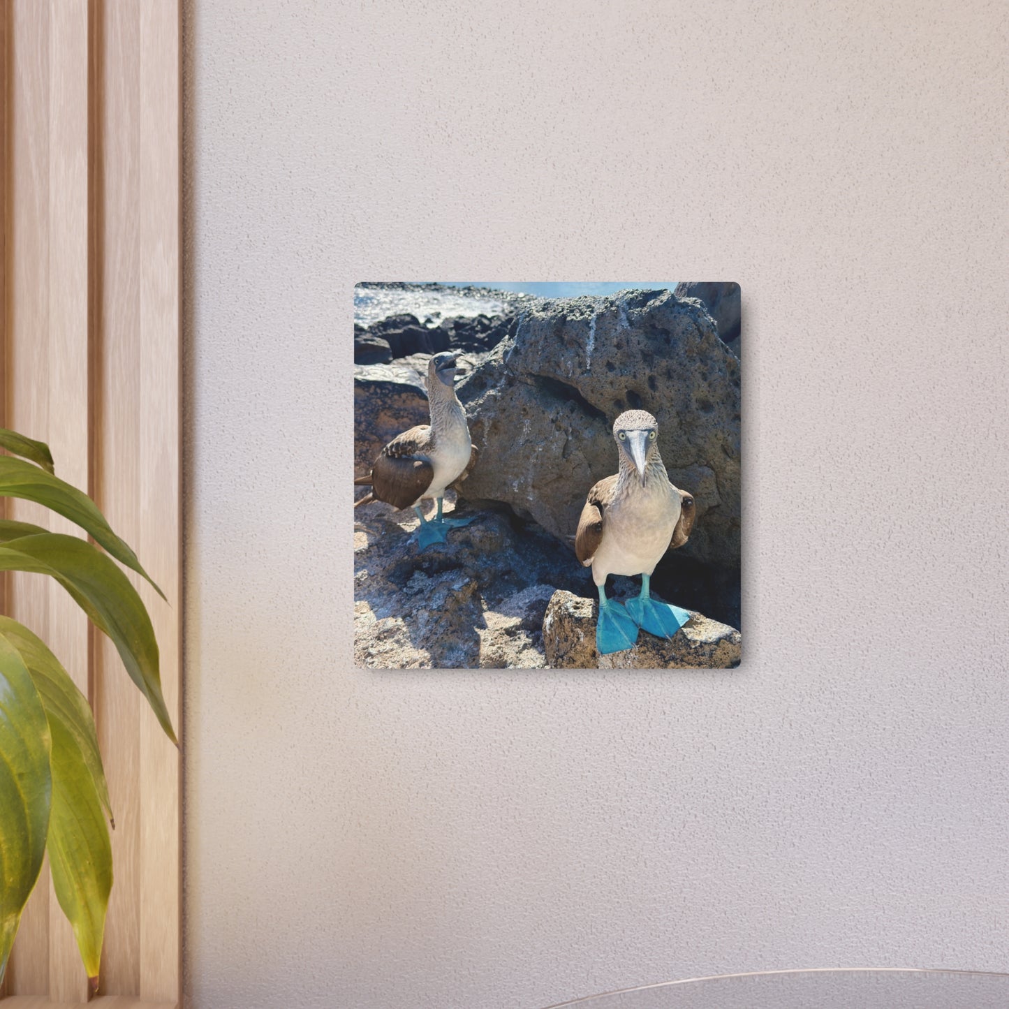 Galapagos Blue-Footed Booby - Metal Wall Art