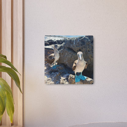 Galapagos Blue-Footed Booby - Metal Wall Art