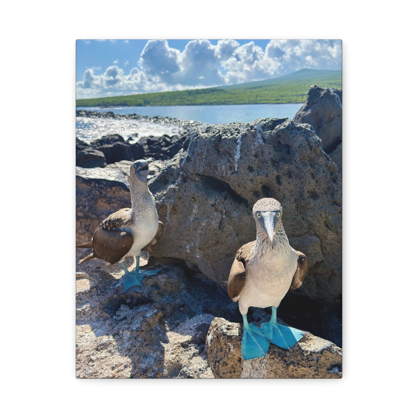 Galapagos Blue-Footed Booby - Canvas Matte Print (Stretched 1.25")