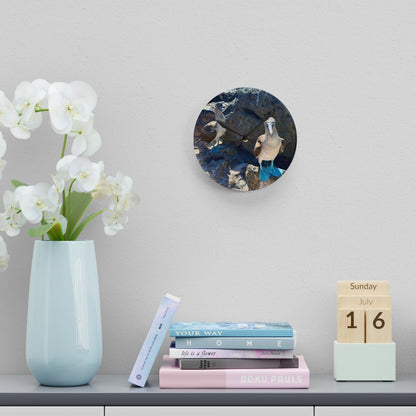 Galapagos Blue-Footed Booby - Acrylic Wall Clock