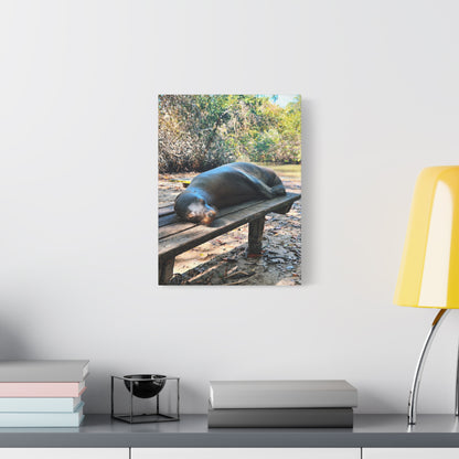 Galapagos Naptime by Chasing Oz - Stretched Canvas Wrap