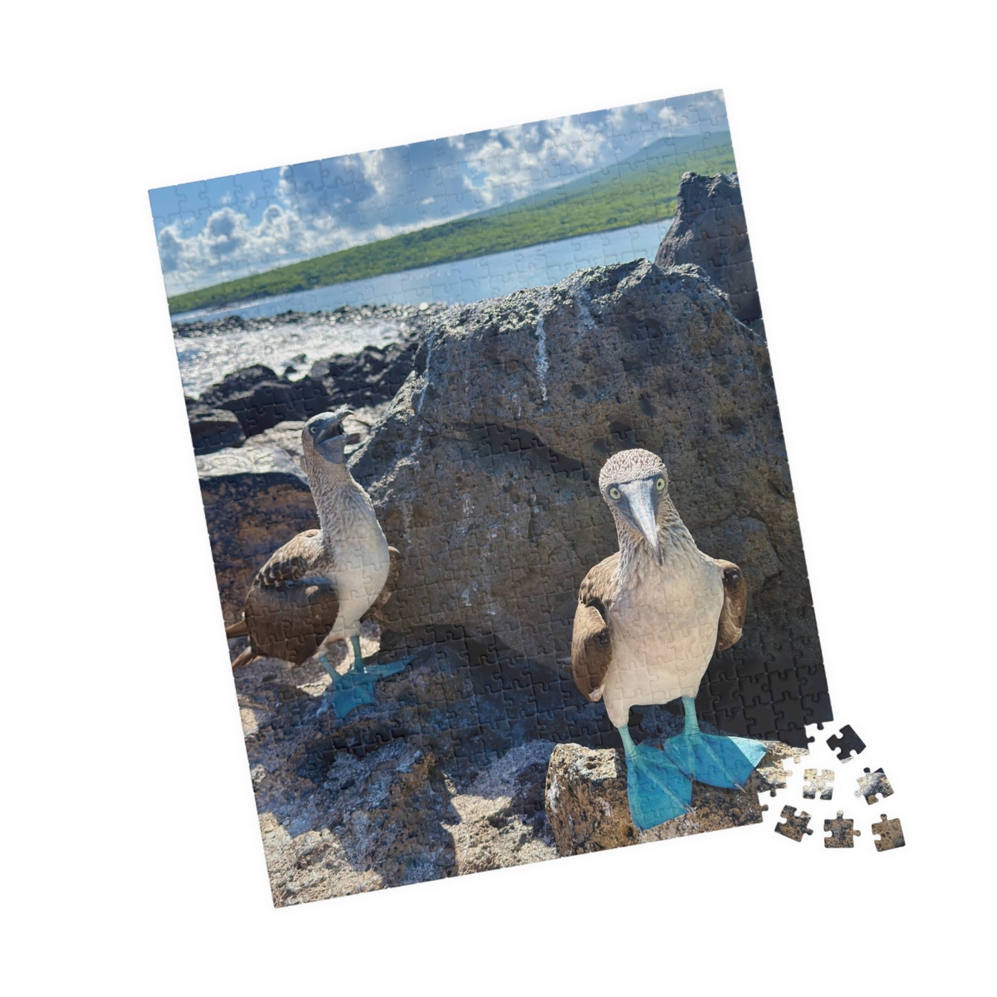 Galapagos Blue-Footed Booby - Jigsaw Puzzle — 110/252/520 Pieces