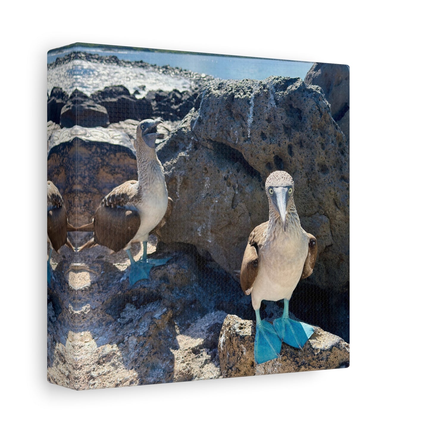Galapagos Blue-Footed Booby - Canvas Matte Print (Stretched 1.25")
