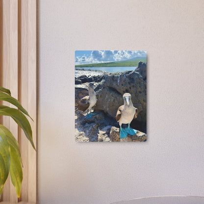 Galapagos Blue-Footed Booby - Metal Wall Art