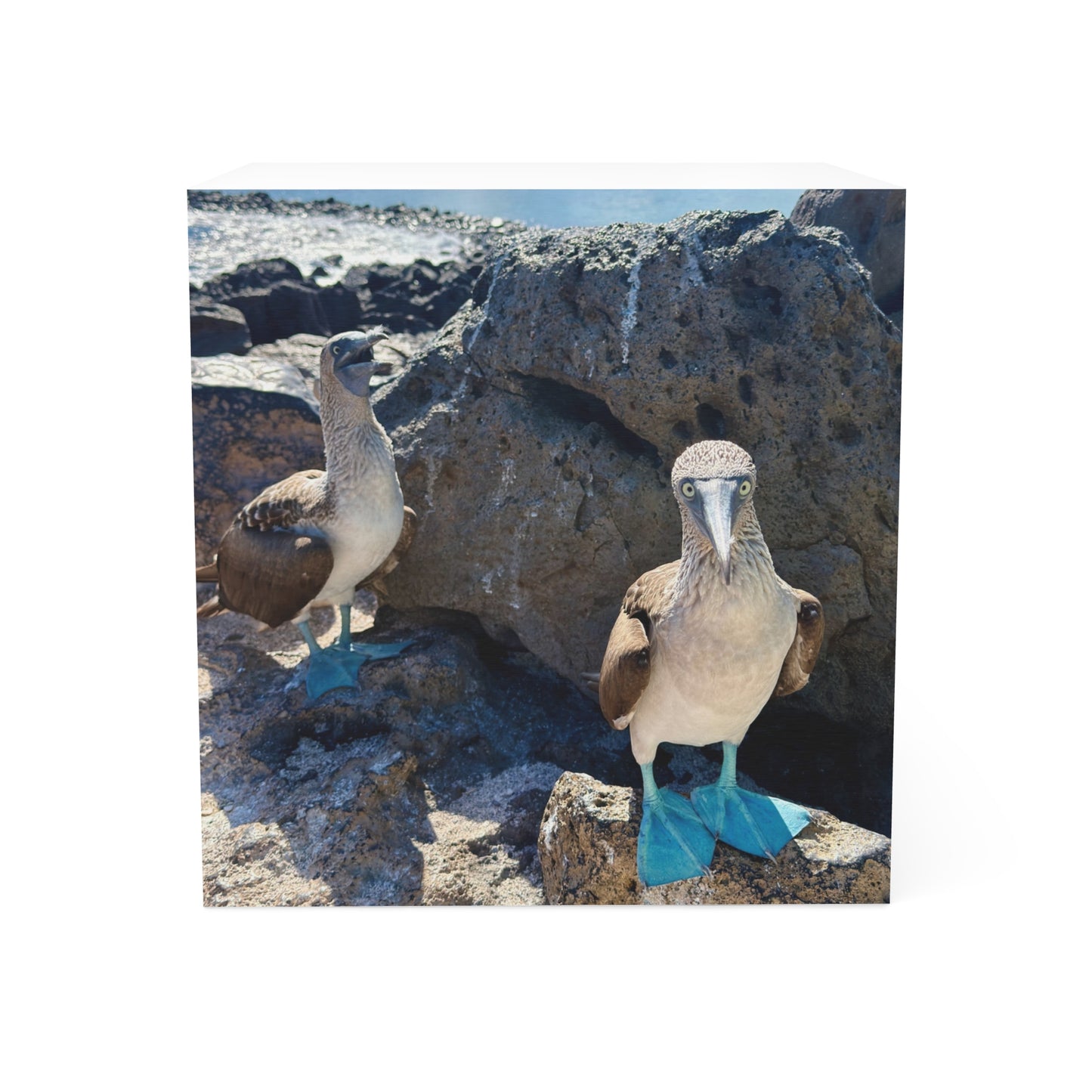 Galapago's Blue-Footed Booby – Scenic Note Cube