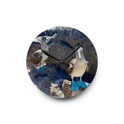 Galapagos Blue-Footed Booby - Acrylic Wall Clock