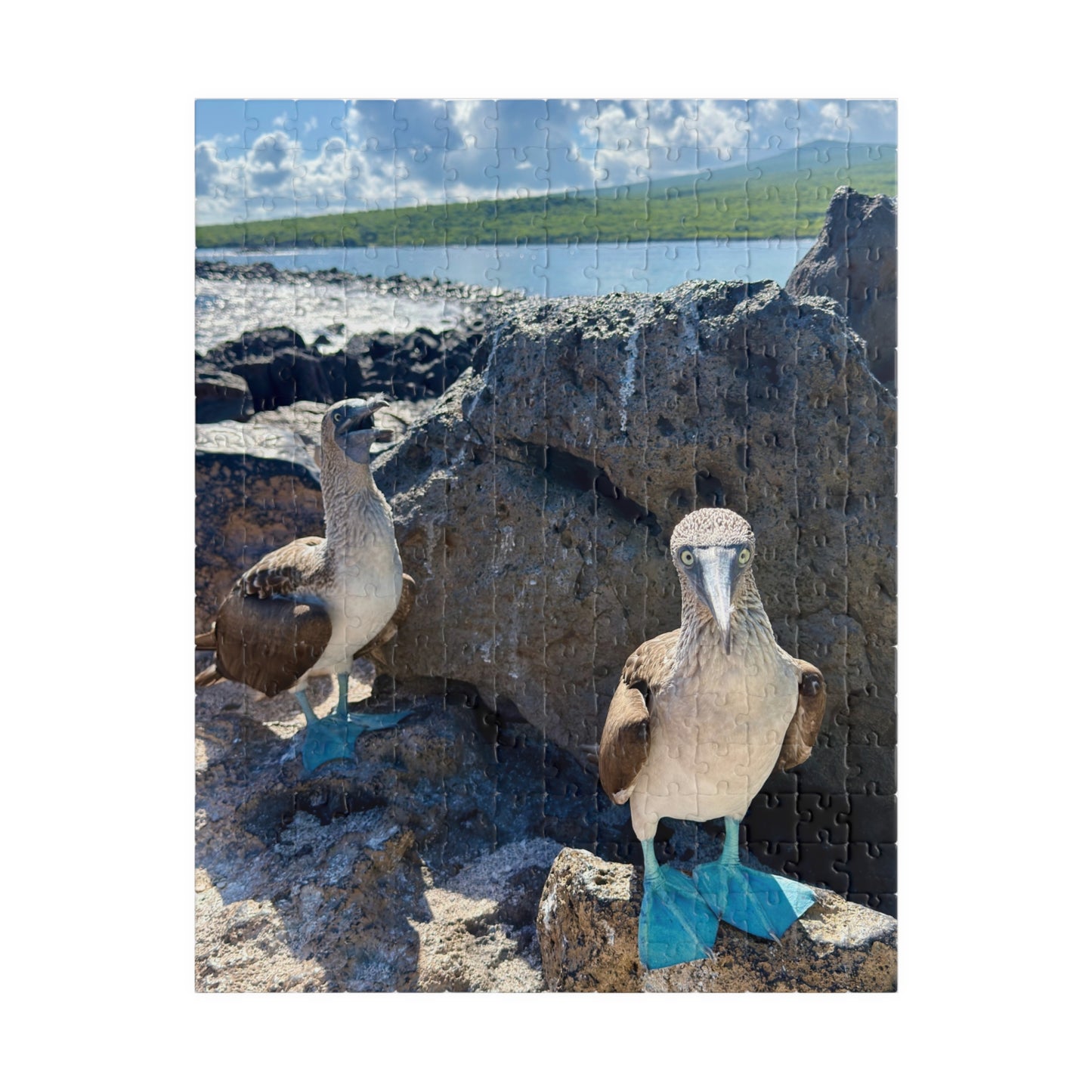 Galapagos Blue-Footed Booby - Jigsaw Puzzle — 110/252/520 Pieces