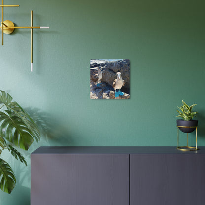 Galapagos Blue-Footed Booby - Metal Wall Art