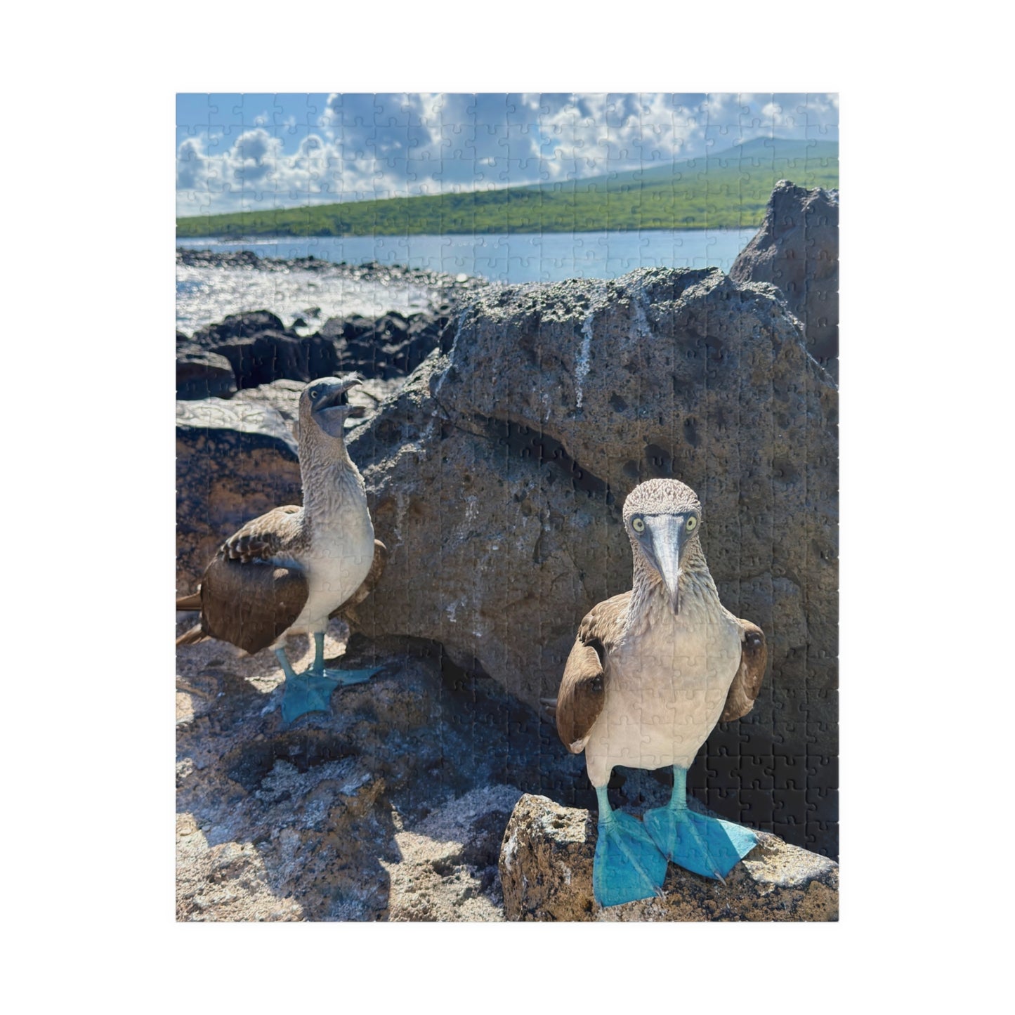 Galapagos Blue-Footed Booby - Jigsaw Puzzle — 110/252/520 Pieces