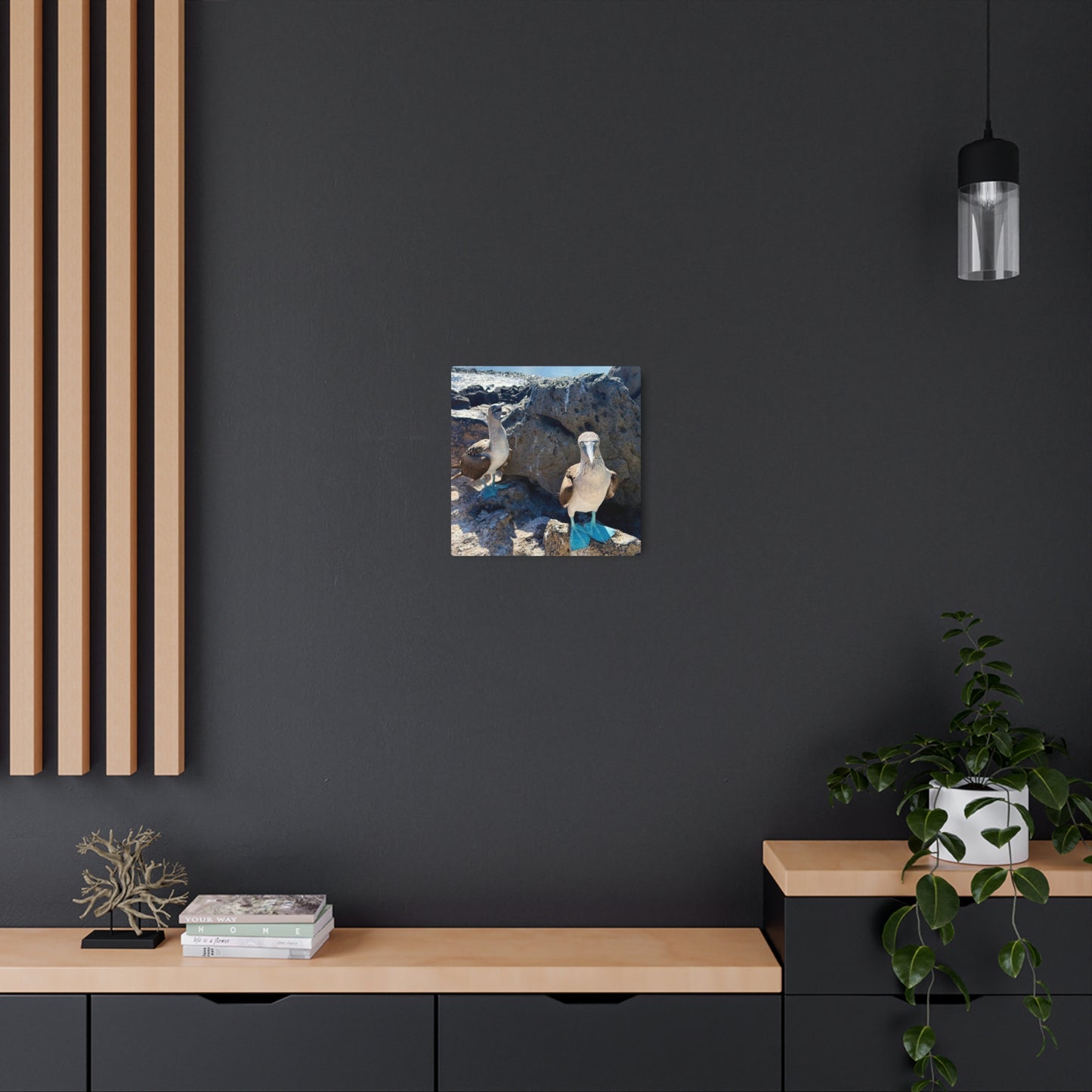 Galapagos Blue-Footed Booby - Metal Wall Art