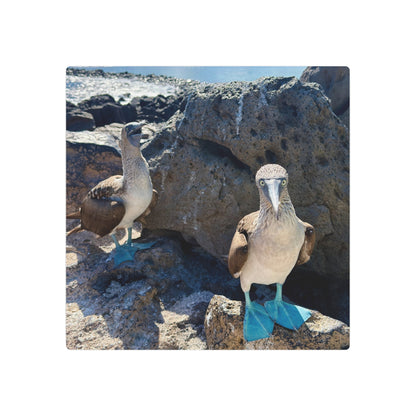 Galapagos Blue-Footed Booby - Metal Wall Art