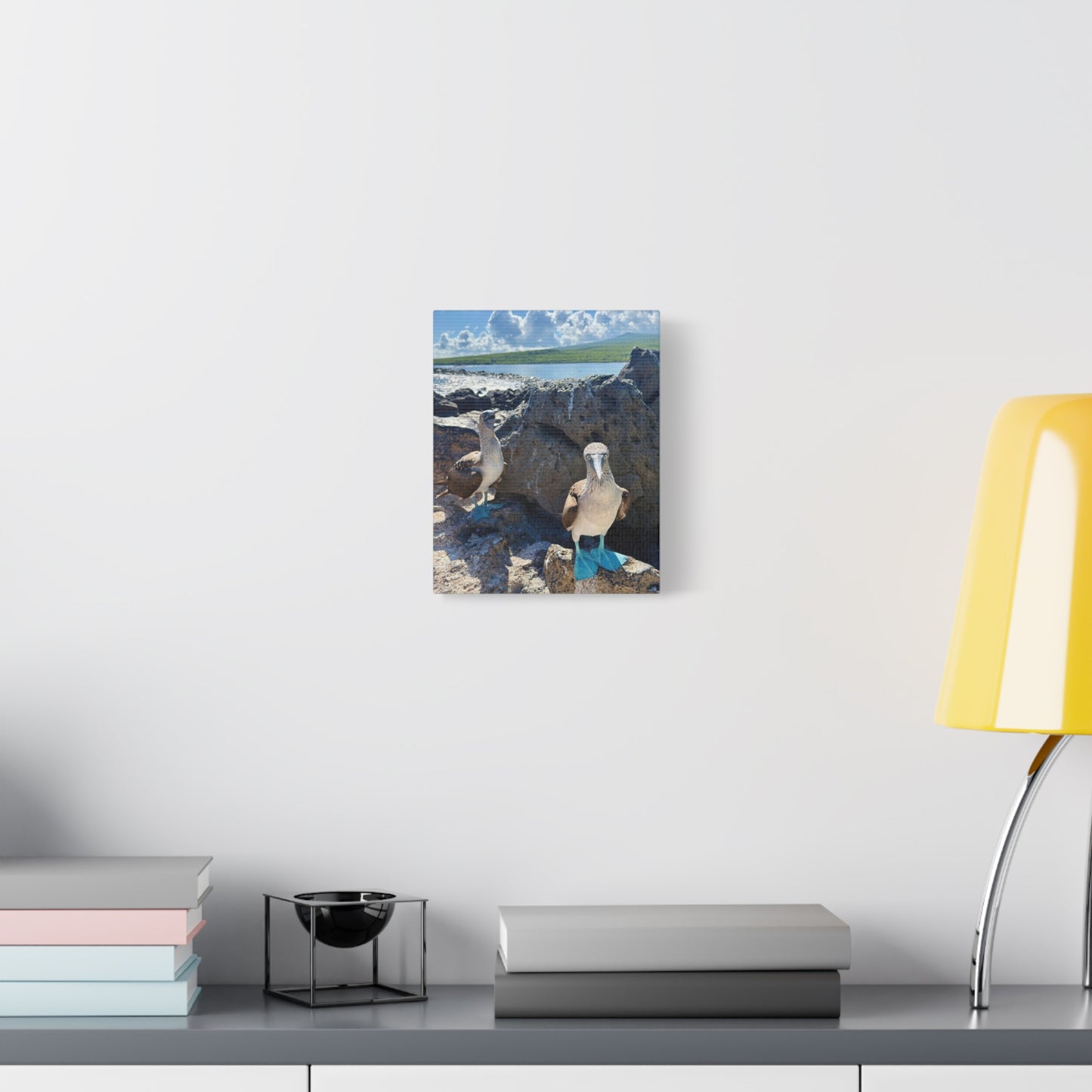 Galapagos Blue-Footed Booby - Canvas Matte Print (Stretched 1.25")