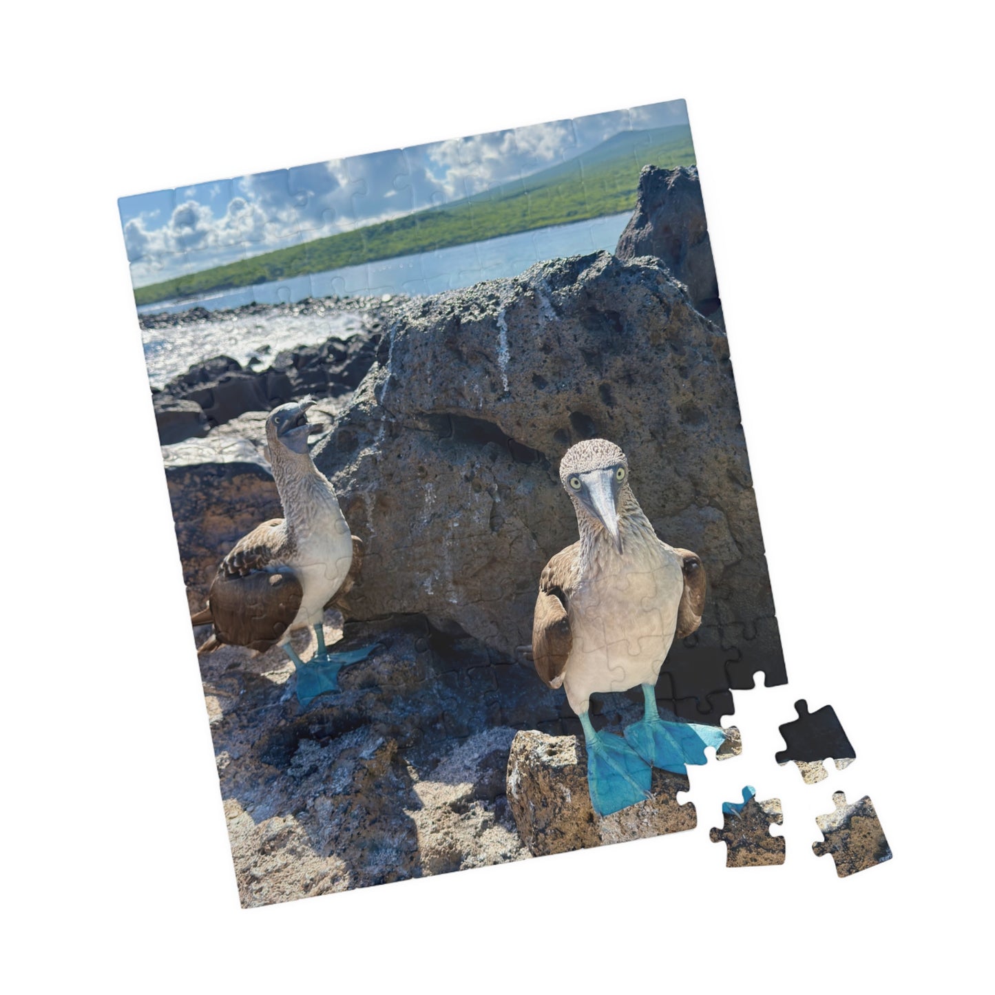Galapagos Blue-Footed Booby - Jigsaw Puzzle — 110/252/520 Pieces