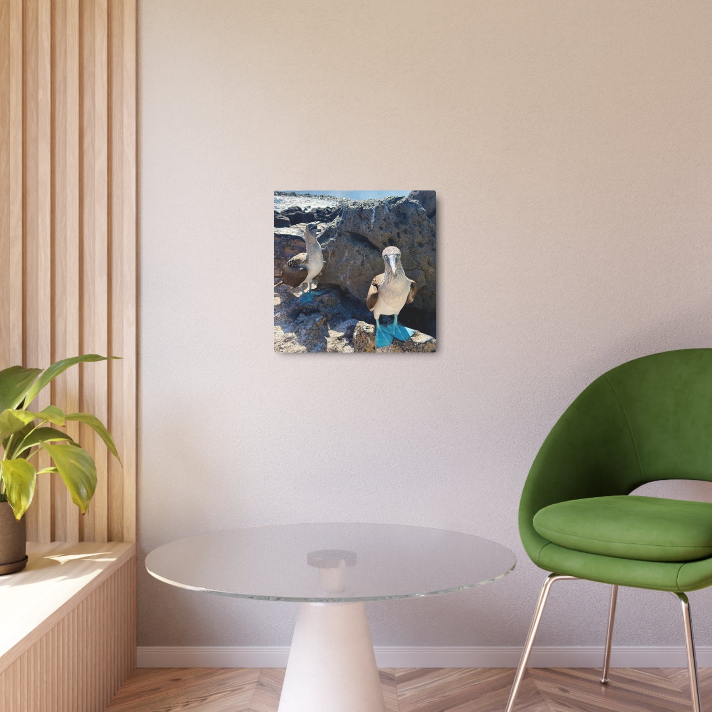 Galapagos Blue-Footed Booby - Metal Wall Art