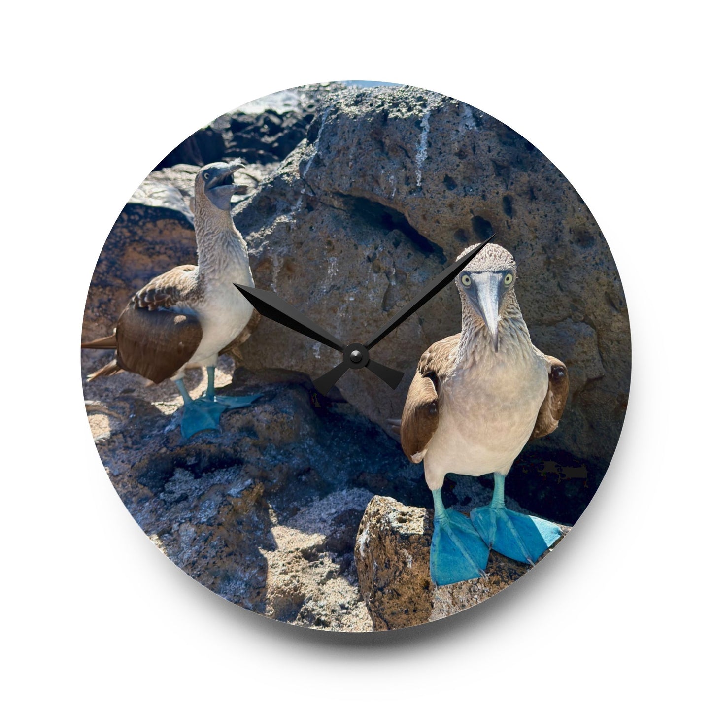 Galapagos Blue-Footed Booby - Acrylic Wall Clock