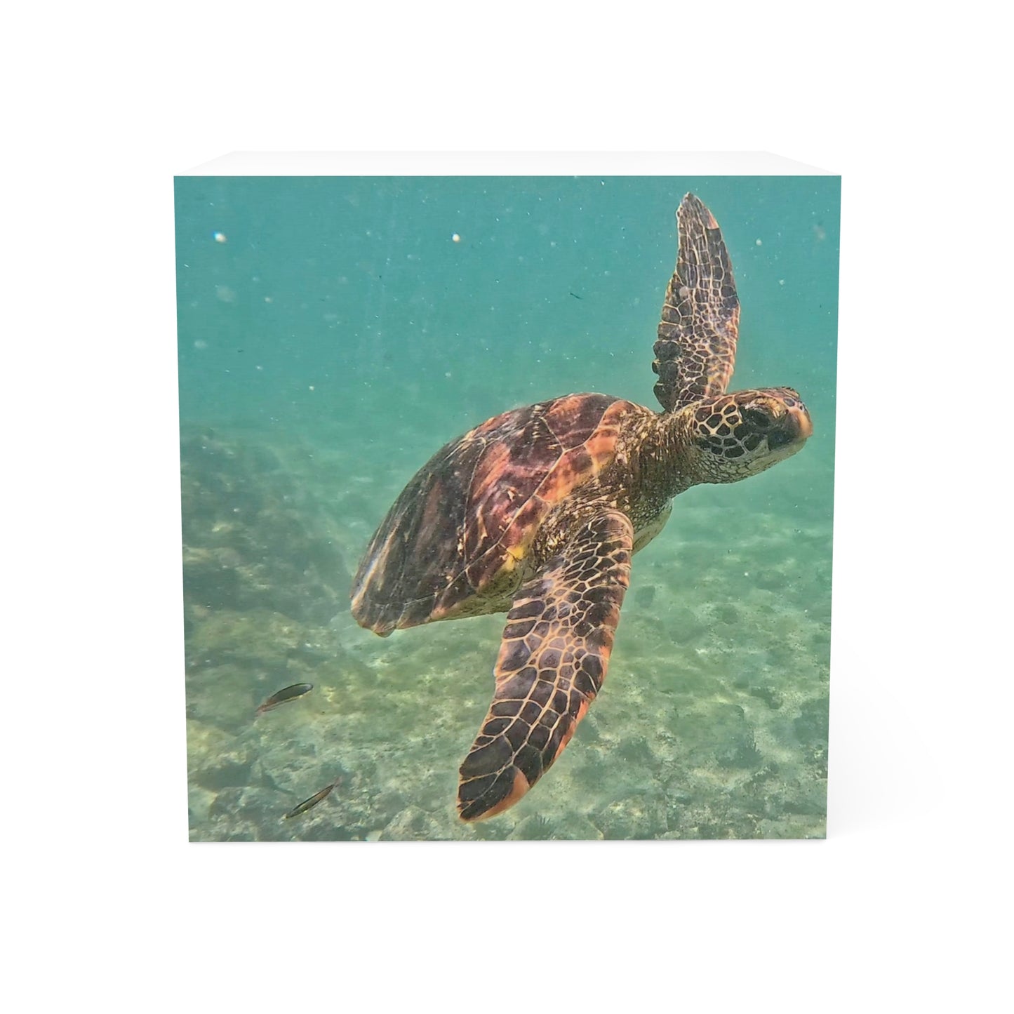 Galapagos Sea Turtle - Sticky Note Cube