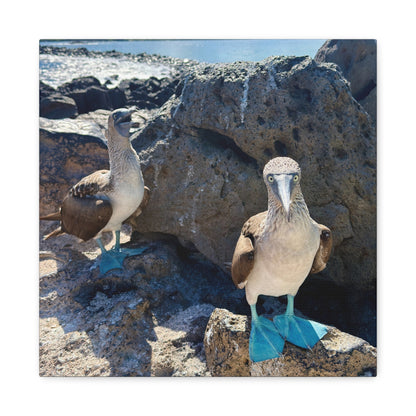Galapagos Blue-Footed Booby - Canvas Matte Print (Stretched 1.25")