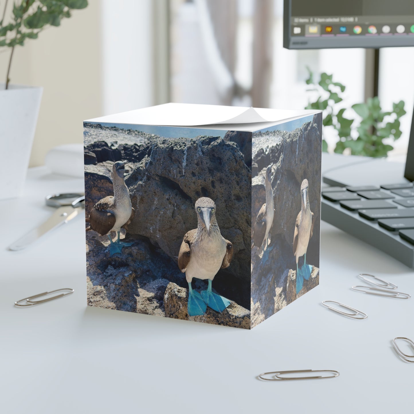 Galapago's Blue-Footed Booby – Scenic Note Cube