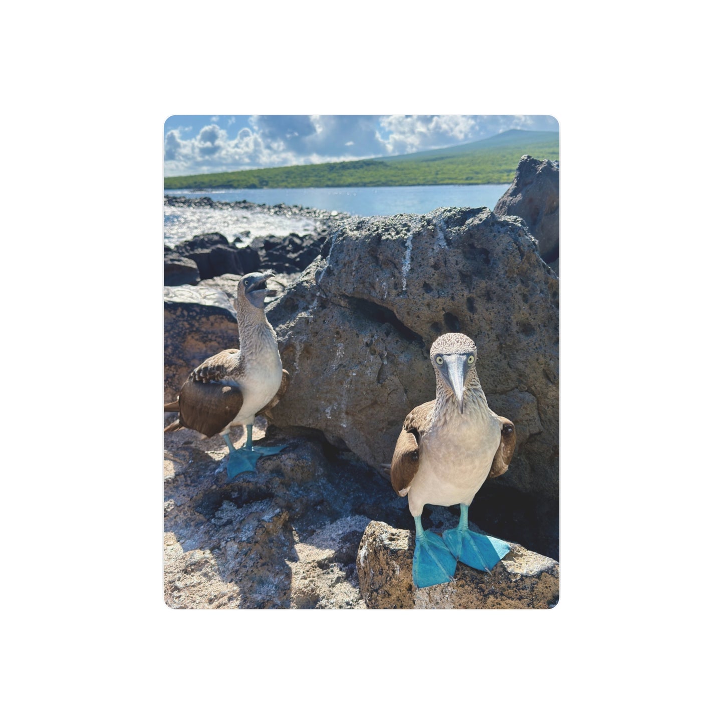 Galapagos Blue-Footed Booby - Metal Wall Art