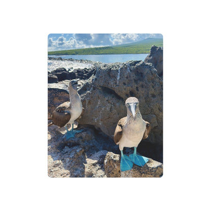 Galapagos Blue-Footed Booby - Metal Wall Art