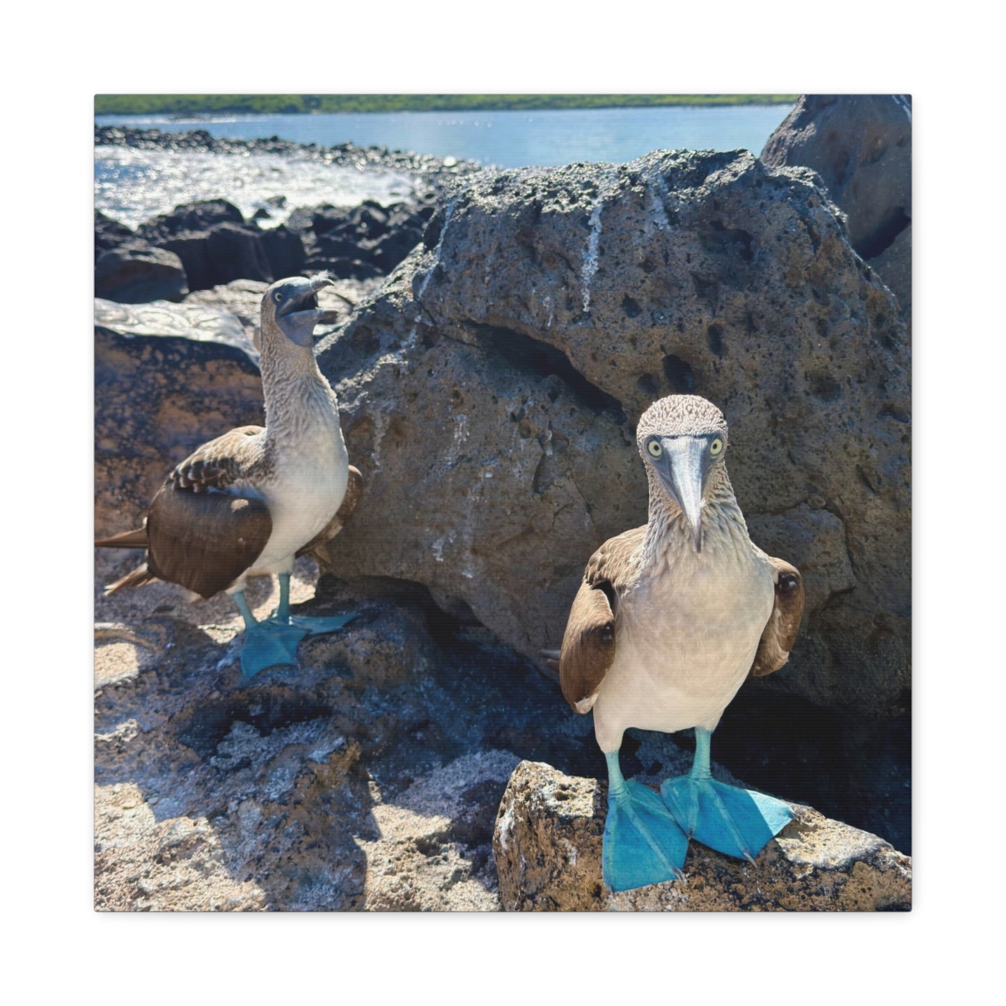 Galapagos Blue-Footed Booby - Canvas Matte Print (Stretched 1.25")