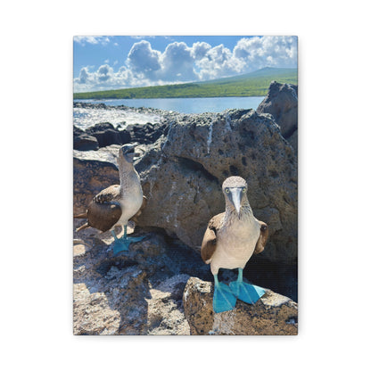 Galapagos Blue-Footed Booby - Canvas Matte Print (Stretched 1.25")