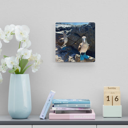 Galapagos Blue-Footed Booby - Acrylic Wall Clock