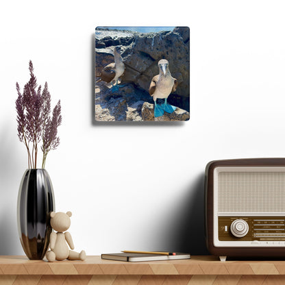 Galapagos Blue-Footed Booby - Acrylic Wall Clock